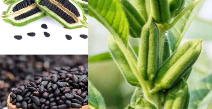 Thai Sang Black Sesame Seed - High-quality Agricultural Product from Vietnam
