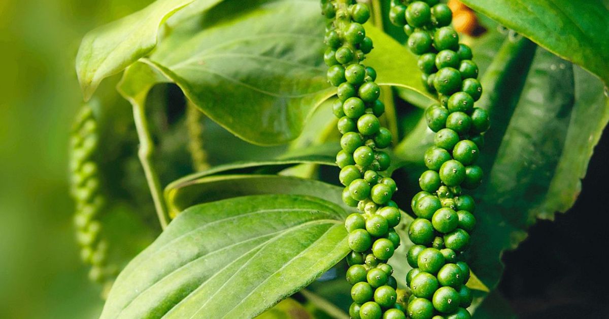 Leading the Spice Game: Recognized Pepper Suppliers in Vietnam