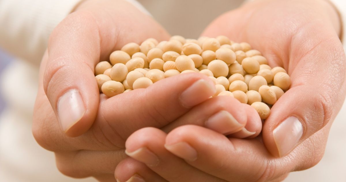  Thai Sang Soybean - A high-quality soybean supplier in Vietnam.