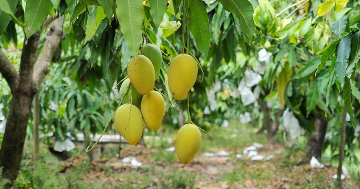 Thai Sang Mango - A high-quality mango supplier in Vietnam