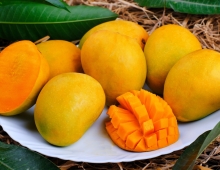 Thai Sang Mango - High-quality Agricultural Product from Vietnam